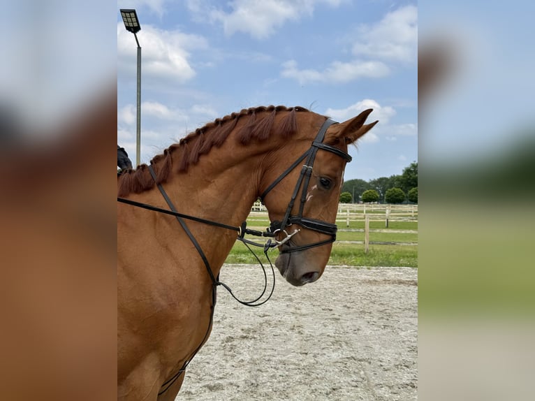 Belgisches Warmblut Wallach 5 Jahre 169 cm Dunkelfuchs in Thuine