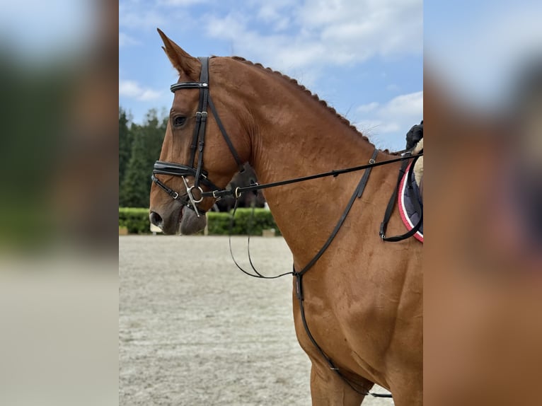 Belgisches Warmblut Wallach 5 Jahre 169 cm Dunkelfuchs in Thuine