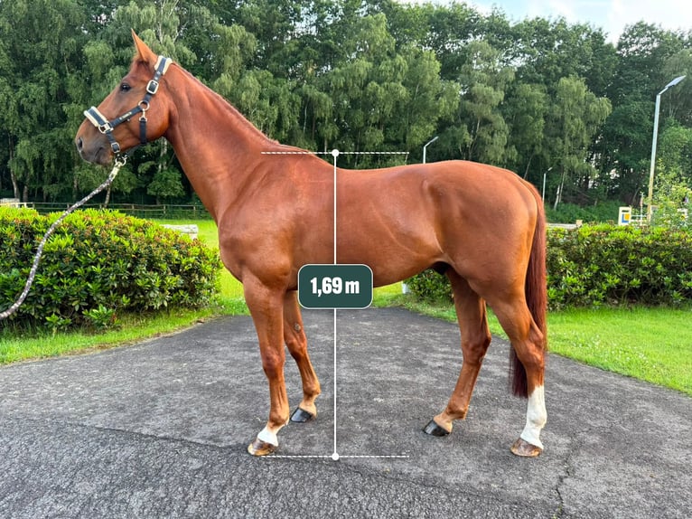 Belgisches Warmblut Wallach 5 Jahre 169 cm Dunkelfuchs in Thuine