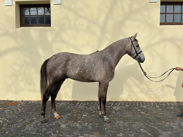 Belgisches Warmblut Wallach 5 Jahre 169 cm Schimmel in Debrecen