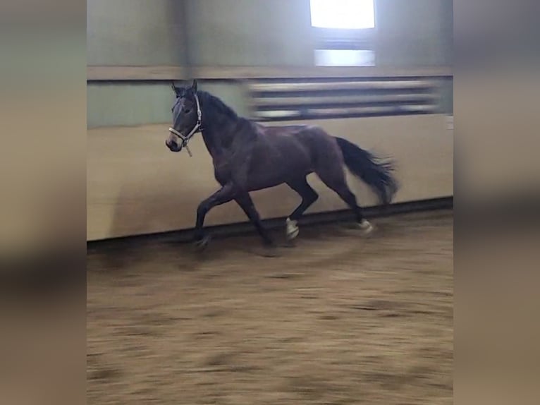 Belgisches Warmblut Wallach 5 Jahre 170 cm Brauner in Hammersbach