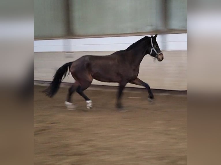 Belgisches Warmblut Wallach 5 Jahre 170 cm Brauner in Hammersbach