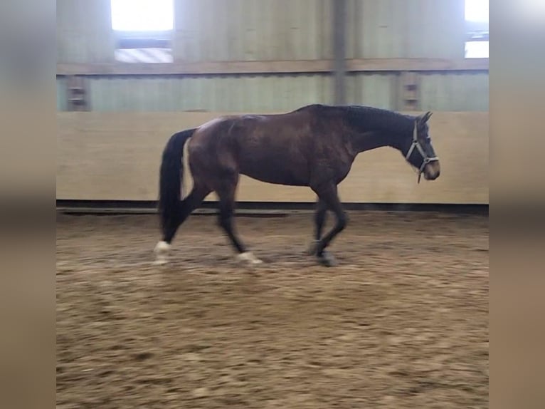 Belgisches Warmblut Wallach 5 Jahre 170 cm Brauner in Hammersbach