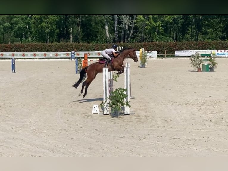 Belgisches Warmblut Wallach 5 Jahre 170 cm Brauner in Avigliana