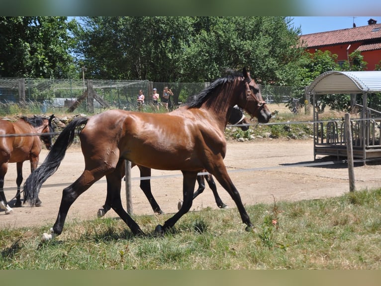 Belgisches Warmblut Wallach 5 Jahre 170 cm Brauner in Avigliana