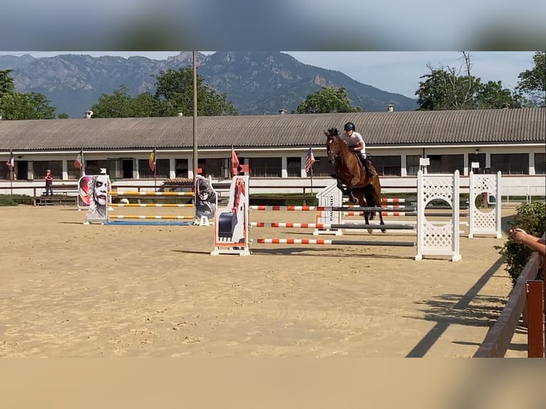 Belgisches Warmblut Wallach 5 Jahre 170 cm Brauner in Avigliana