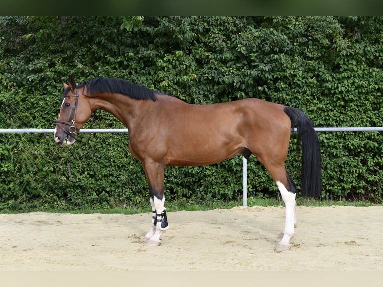 Belgisches Warmblut Wallach 5 Jahre 170 cm Brauner in Geilenkirchen
