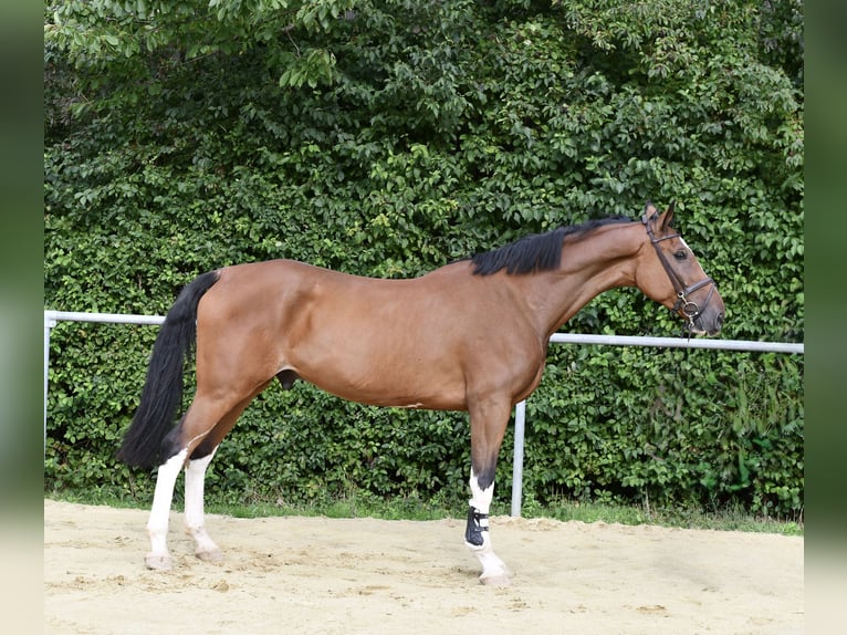 Belgisches Warmblut Wallach 5 Jahre 170 cm Brauner in Geilenkirchen