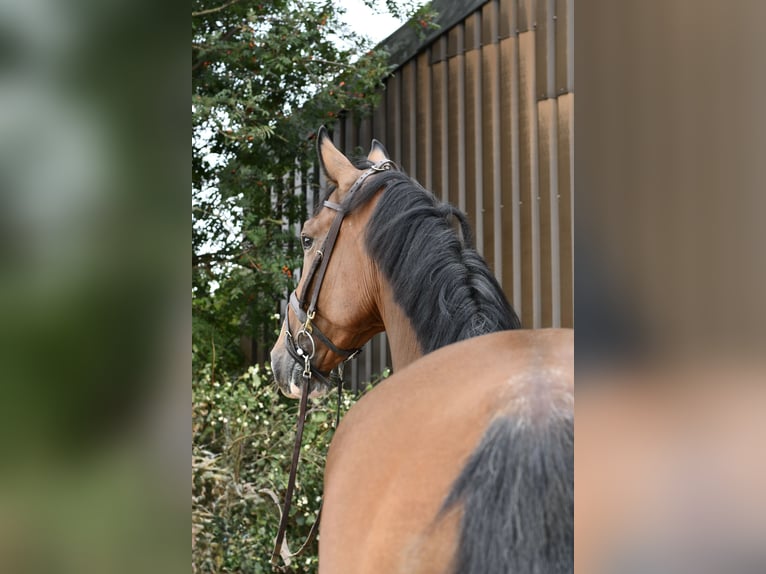 Belgisches Warmblut Wallach 5 Jahre 170 cm Brauner in Geilenkirchen