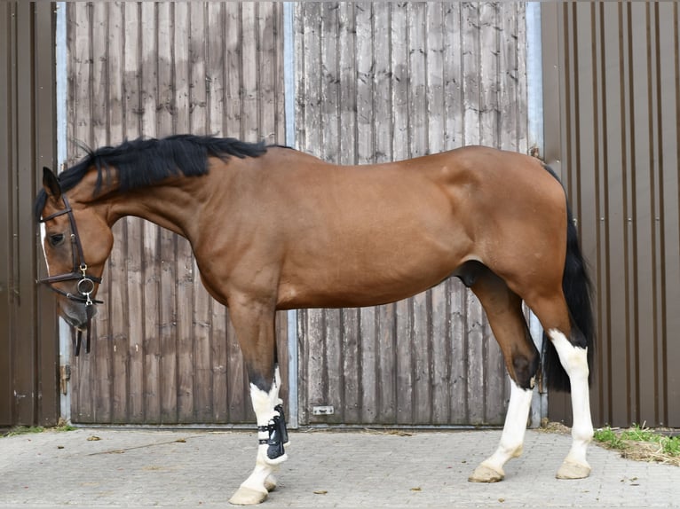 Belgisches Warmblut Wallach 5 Jahre 170 cm Brauner in Geilenkirchen