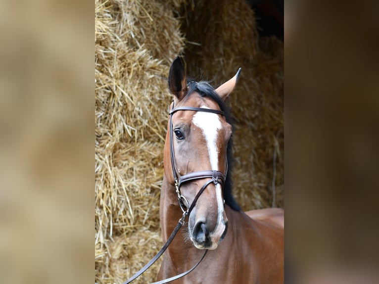 Belgisches Warmblut Wallach 5 Jahre 170 cm Brauner in Geilenkirchen