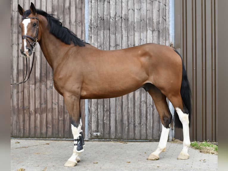 Belgisches Warmblut Wallach 5 Jahre 170 cm Brauner in Geilenkirchen