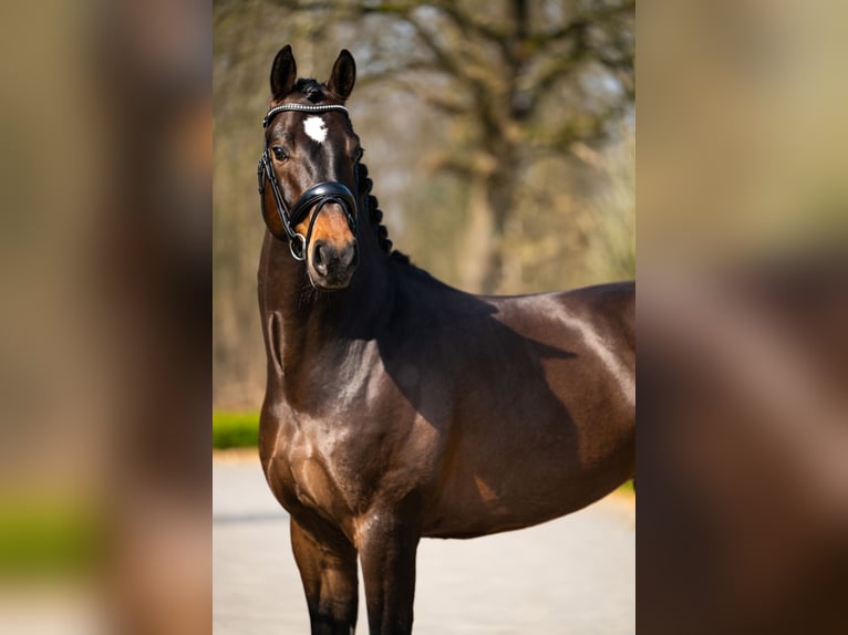 Belgisches Warmblut Wallach 5 Jahre 170 cm Dunkelbrauner in Mol