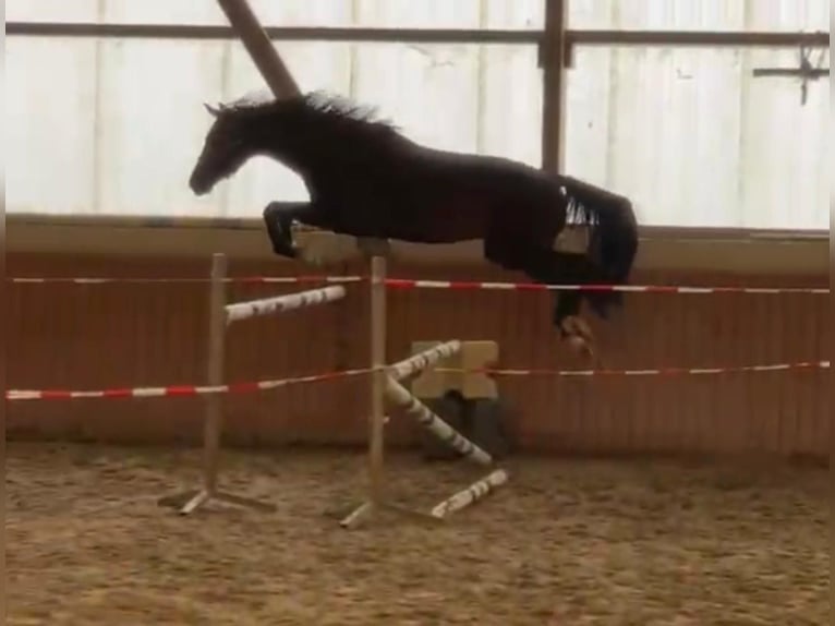 Belgisches Warmblut Wallach 5 Jahre 170 cm Dunkelbrauner in Ludwigshafen am Rhein