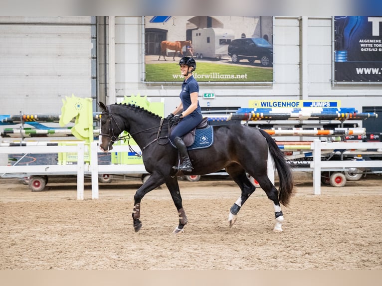 Belgisches Warmblut Wallach 5 Jahre 170 cm Dunkelbrauner in GROTE-BROGEL