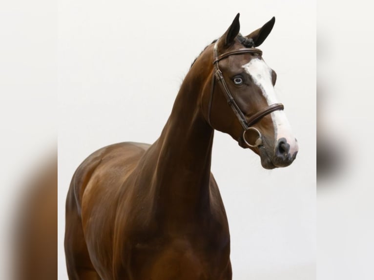 Belgisches Warmblut Wallach 5 Jahre 170 cm Dunkelbrauner in Titz