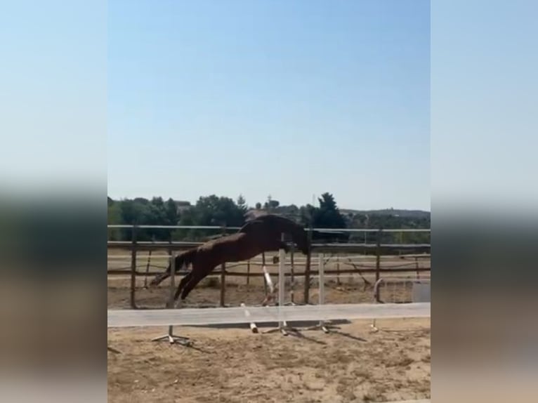 Belgisches Warmblut Wallach 5 Jahre 170 cm Dunkelbrauner in Wijchmaal