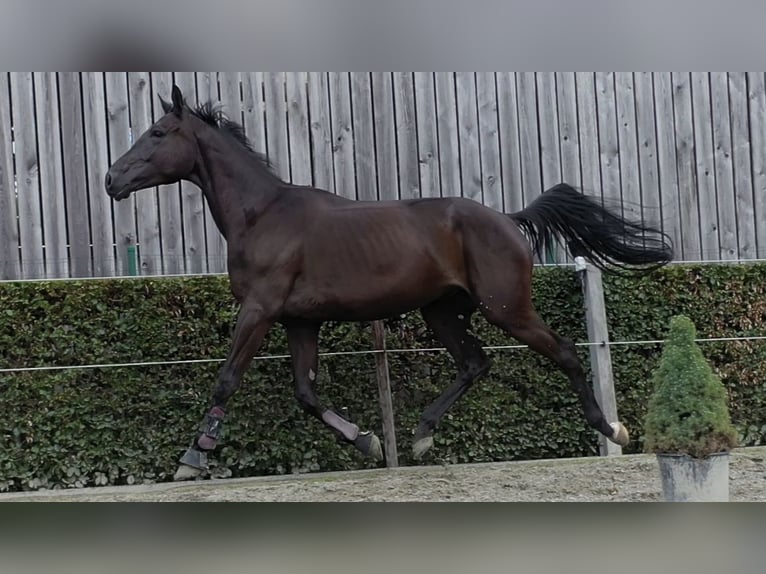 Belgisches Warmblut Wallach 5 Jahre 170 cm Rappe in Oosterzele