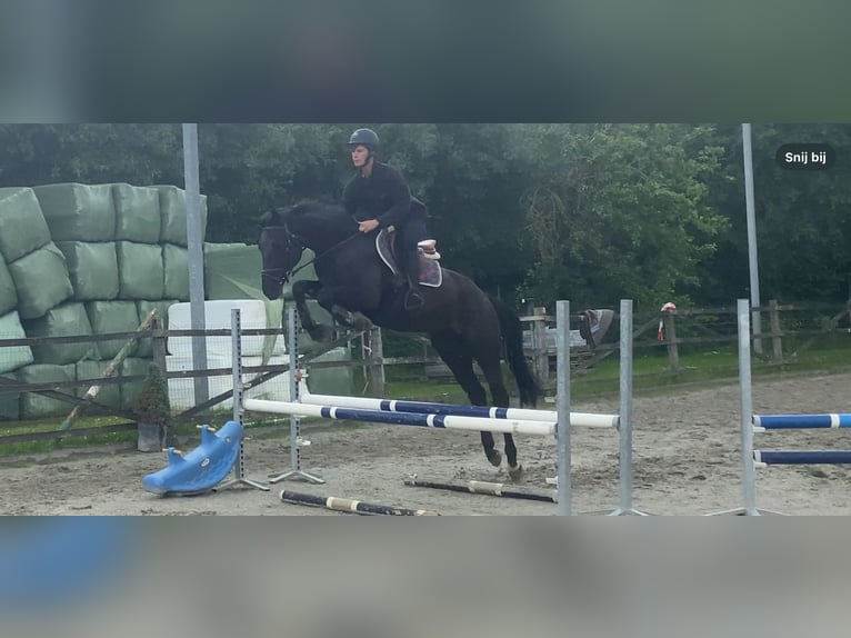Belgisches Warmblut Wallach 5 Jahre 170 cm Rappe in Oosterzele