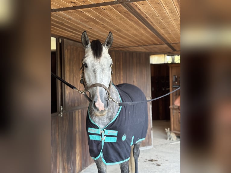 Belgisches Warmblut Wallach 5 Jahre 170 cm Schimmel in Llucmajor