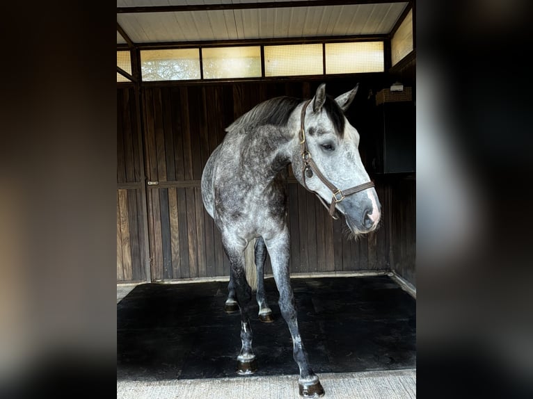 Belgisches Warmblut Wallach 5 Jahre 170 cm Schimmel in Llucmajor Belgisches Warmblut Wallach 5 Jahre 170 cm Schimmel in Llucmajor