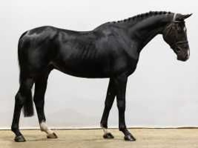 Belgisches Warmblut Wallach 5 Jahre 170 cm Schwarzbrauner in Waddinxveen