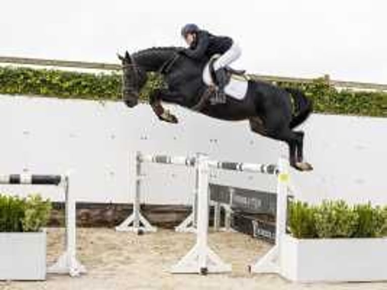 Belgisches Warmblut Wallach 5 Jahre 170 cm Schwarzbrauner in Waddinxveen