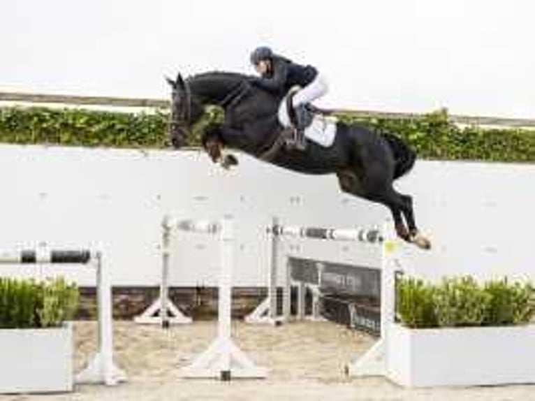 Belgisches Warmblut Wallach 5 Jahre 170 cm Schwarzbrauner in Waddinxveen