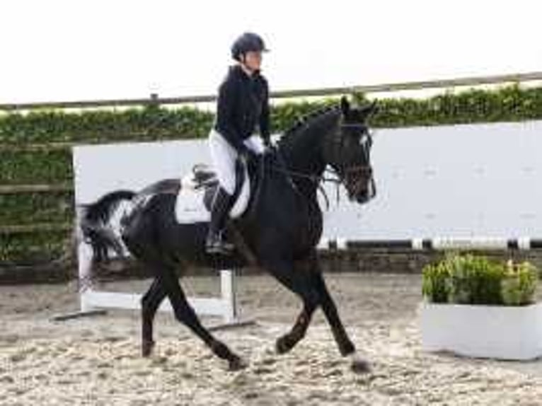 Belgisches Warmblut Wallach 5 Jahre 170 cm Schwarzbrauner in Waddinxveen