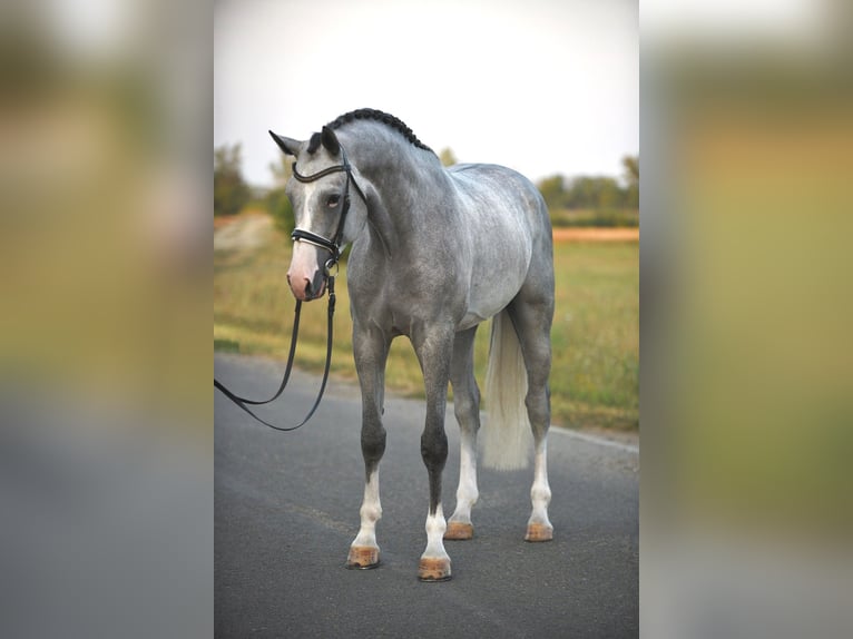 Belgisches Warmblut Wallach 5 Jahre 171 cm Schimmel in Csabacs&#x171;d