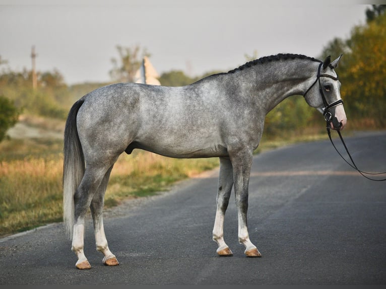 Belgisches Warmblut Wallach 5 Jahre 171 cm Schimmel in Csabacs&#x171;d