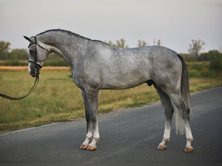 Belgisches Warmblut Wallach 5 Jahre 171 cm Schimmel in Csabacs&#x171;d