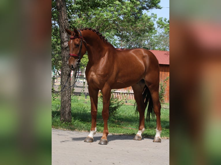 Belgisches Warmblut Wallach 5 Jahre 172 cm Fuchs in Orosháza