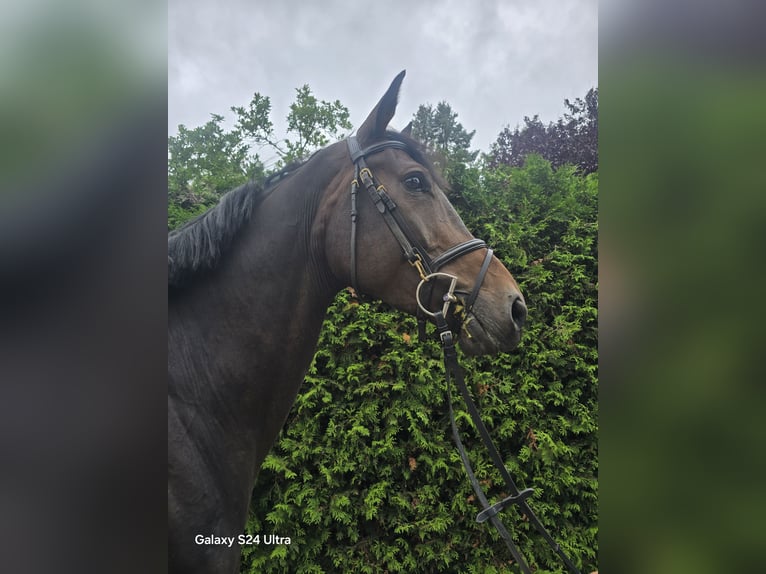 Belgisches Warmblut Wallach 5 Jahre 172 cm Schwarzbrauner in Steimbke Steimbke