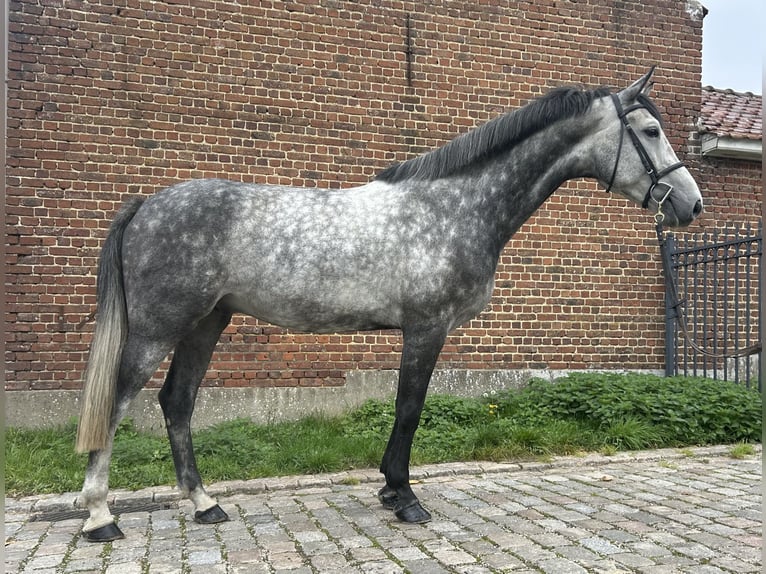 Belgisches Warmblut Wallach 5 Jahre 173 cm Blauschimmel in Denderhoutem