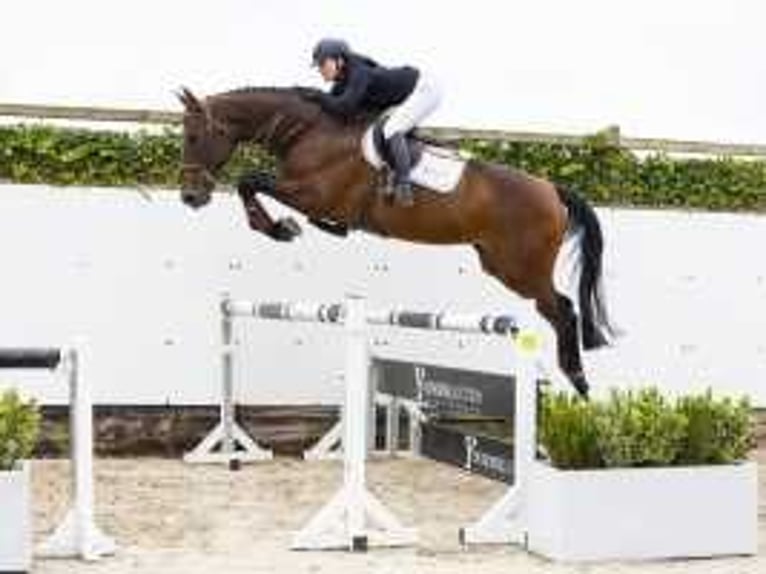 Belgisches Warmblut Wallach 5 Jahre 173 cm Brauner in Waddinxveen