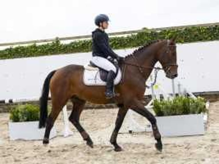 Belgisches Warmblut Wallach 5 Jahre 173 cm Brauner in Waddinxveen