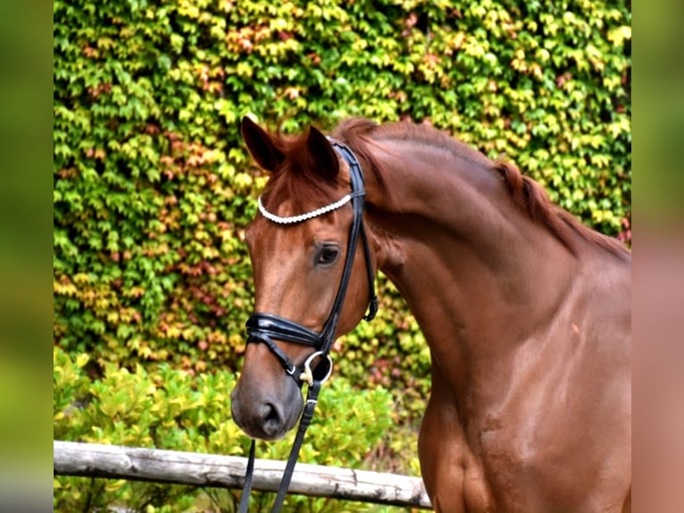 Belgisches Warmblut Wallach 5 Jahre 173 cm Dunkelfuchs in Neuss