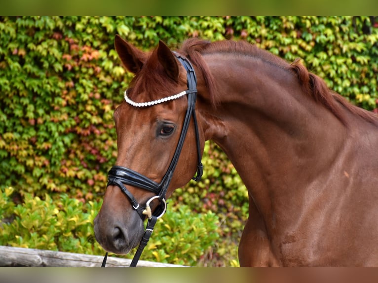 Belgisches Warmblut Wallach 5 Jahre 173 cm Dunkelfuchs in Neuss