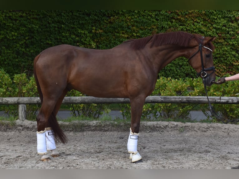 Belgisches Warmblut Wallach 5 Jahre 173 cm Dunkelfuchs in Neuss