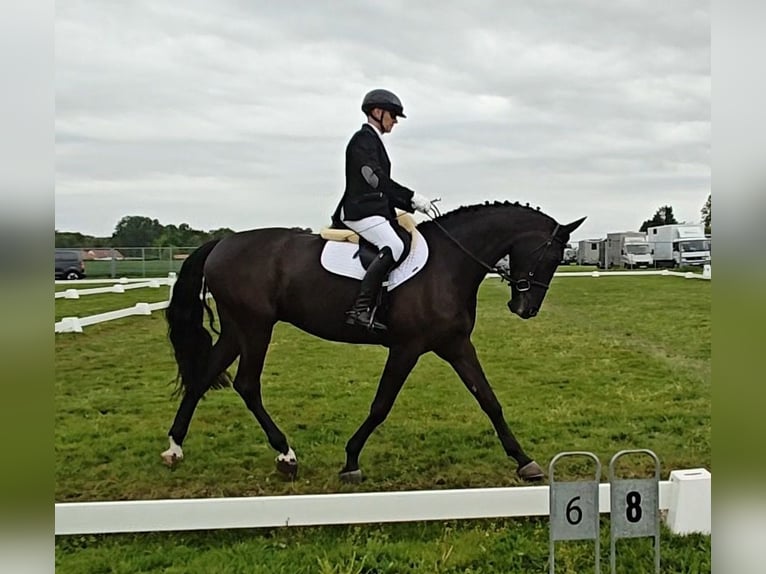 Belgisches Warmblut Wallach 5 Jahre 173 cm Rappe in Peer