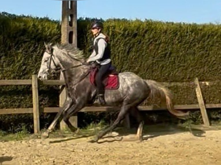 Belgisches Warmblut Wallach 5 Jahre 173 cm Schimmel in Bornem