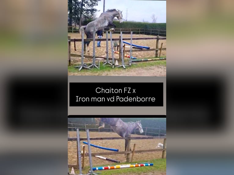 Belgisches Warmblut Wallach 5 Jahre 173 cm Schimmel in Bornem