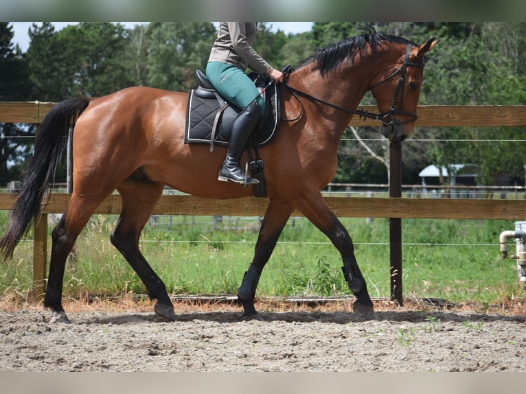 Belgisches Warmblut Wallach 5 Jahre 175 cm Brauner in Achtmaal
