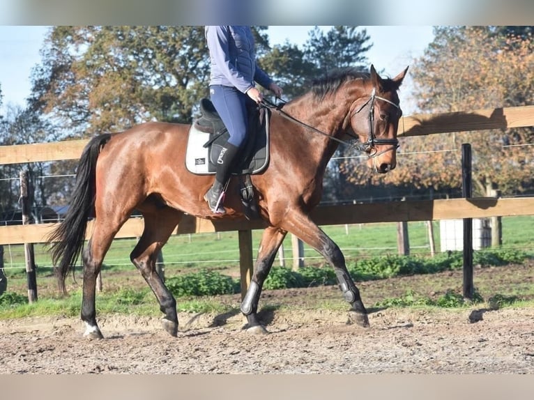 Belgisches Warmblut Wallach 5 Jahre 175 cm Brauner in Achtmaal