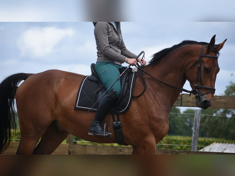 Belgisches Warmblut Wallach 5 Jahre 175 cm Brauner in Achtmaal