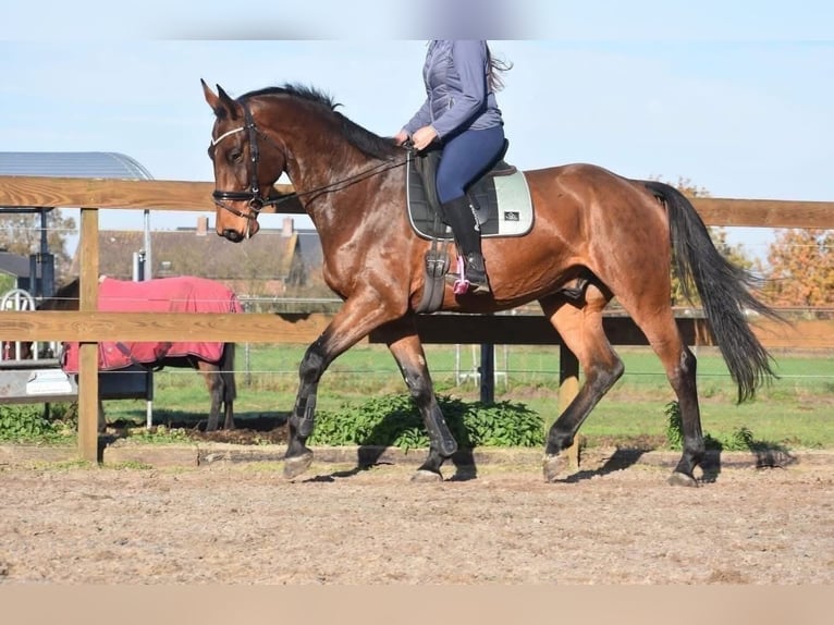 Belgisches Warmblut Wallach 5 Jahre 175 cm Brauner in Achtmaal