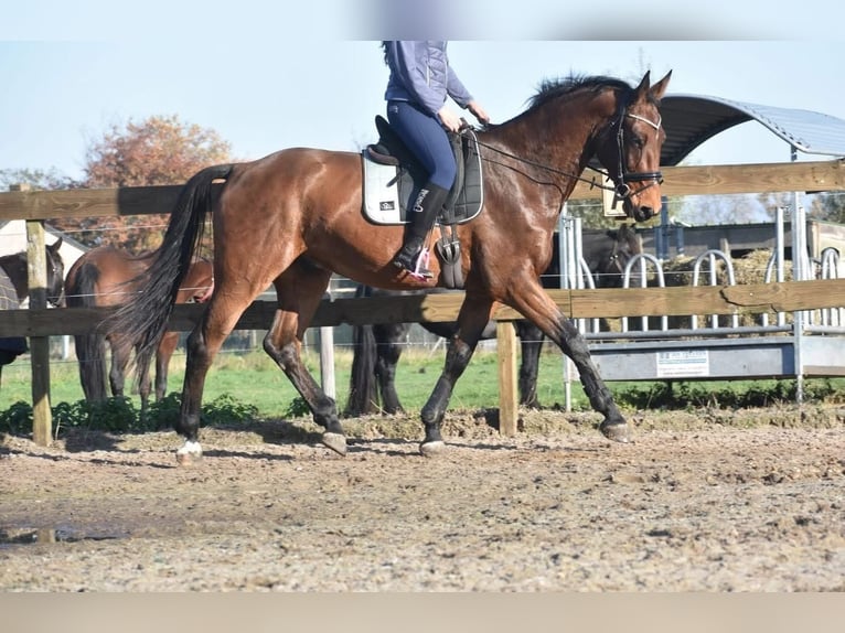 Belgisches Warmblut Wallach 5 Jahre 175 cm Brauner in Achtmaal