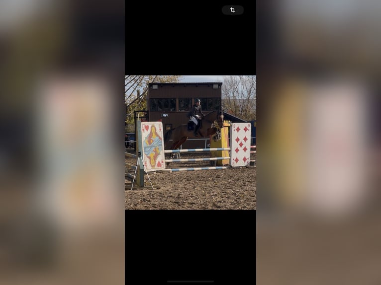 Belgisches Warmblut Wallach 5 Jahre 175 cm Rotbrauner in Csömör Belgisches Warmblut Wallach 5 Jahre 175 cm Rotbrauner in Csömör