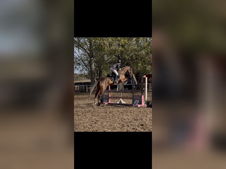 Belgisches Warmblut Wallach 5 Jahre 175 cm Rotbrauner in Csömör Belgisches Warmblut Wallach 5 Jahre 175 cm Rotbrauner in Csömör